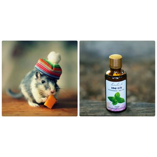 Tinh Dầu Bạc Hà - Đuổi Chuột Hiệu Quả