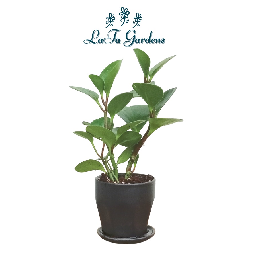 Chậu cây trồng trong nhà LAFA GARDEN, Cây xanh trang trí nội thất, bàn làm việc