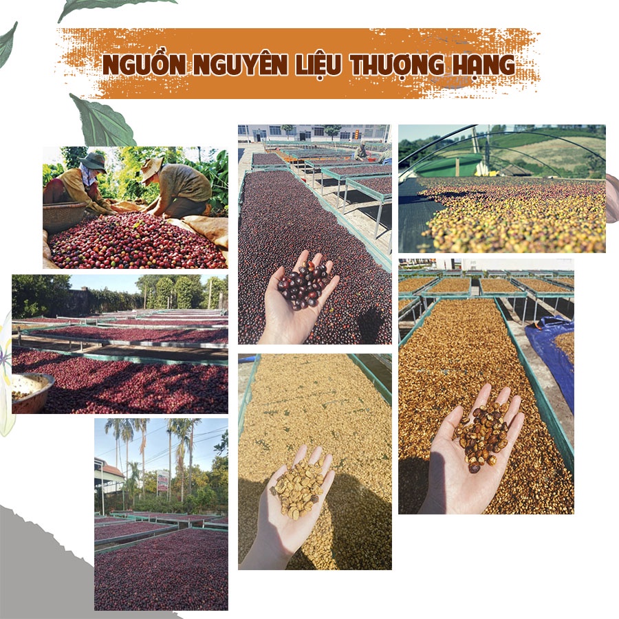 Cà Phê hạt rang robusta S18 rang mộc nguyên chất