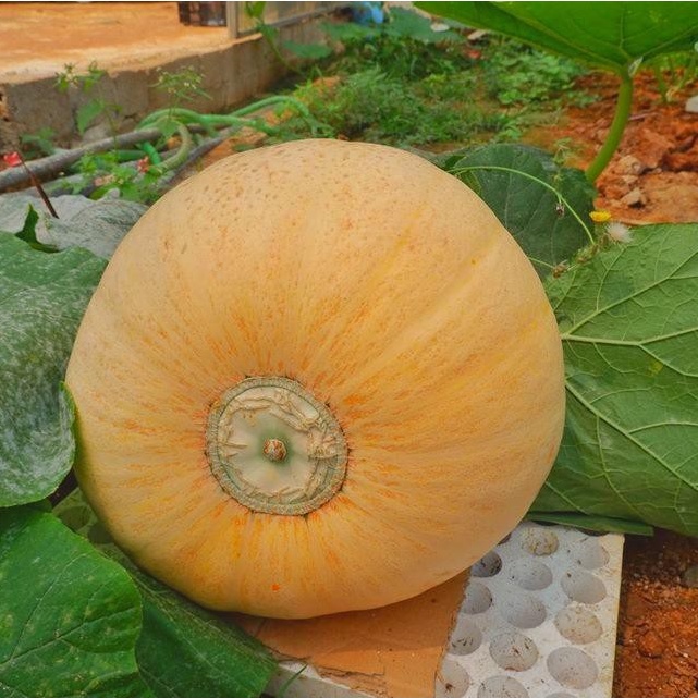 Hạt Giống Bí Ngô To (tặng kèm phân)