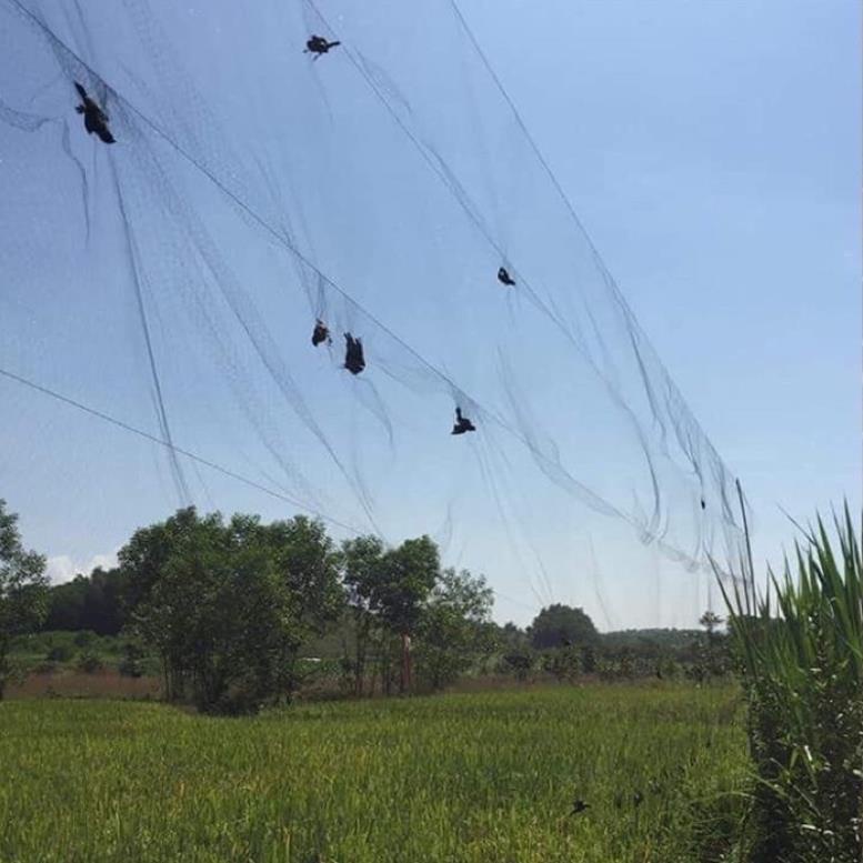 Lưới bẫy chim sợi bằng dù thái 7cm cao 5m dài 30m hàng loại 1 lưới siêu bền siêu zai siêu nhậy y hình