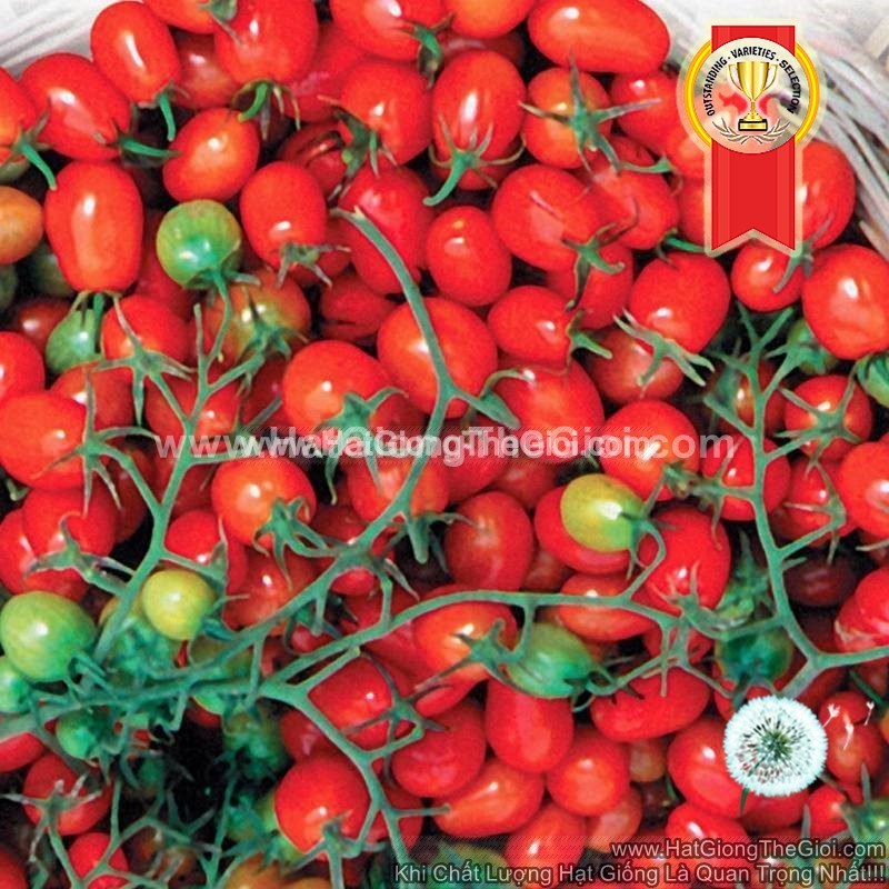 30h Hạt Giống Cà Chua Cherry Number1 TG69