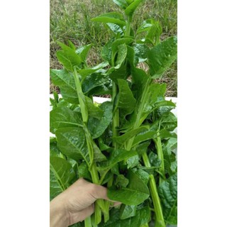 HẠT GIỐNG MỒNG TƠI XẠN TAKII NHẬT BẢN