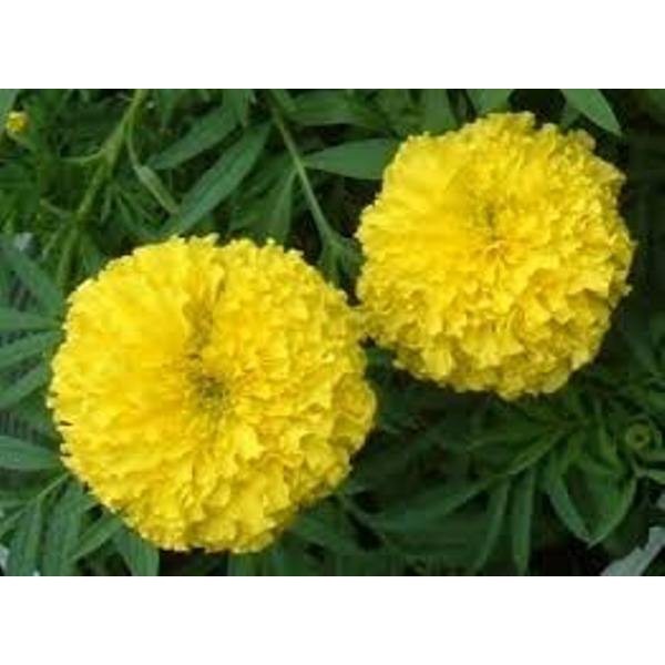 Hạt giống hoa cúc vạn thọ pháp vàng chanh F1