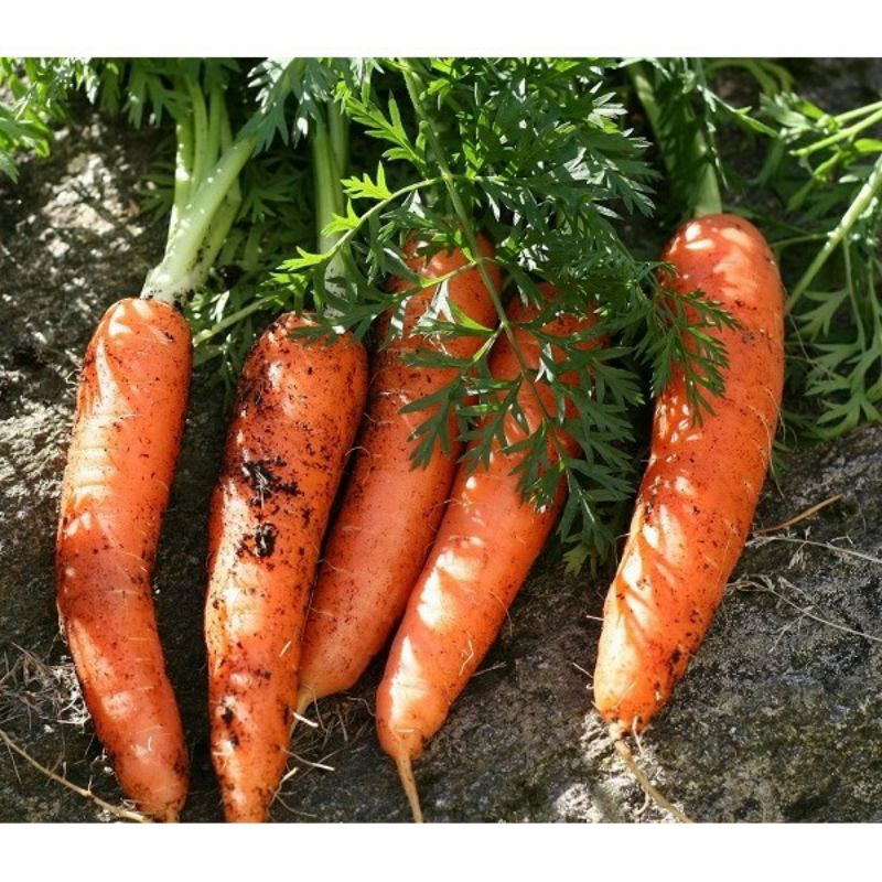 RAU CỦ QUẢ TƯƠI GIÁ BÌNH ỔN | BigBuy360 - bigbuy360.vn