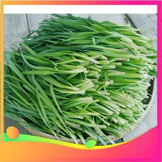 Hạt Giống Hẹ Ta - 5 Gram Hạt [ Tặng bộ dụng cụ làm vườn Mini 3 món ] VIETGAR