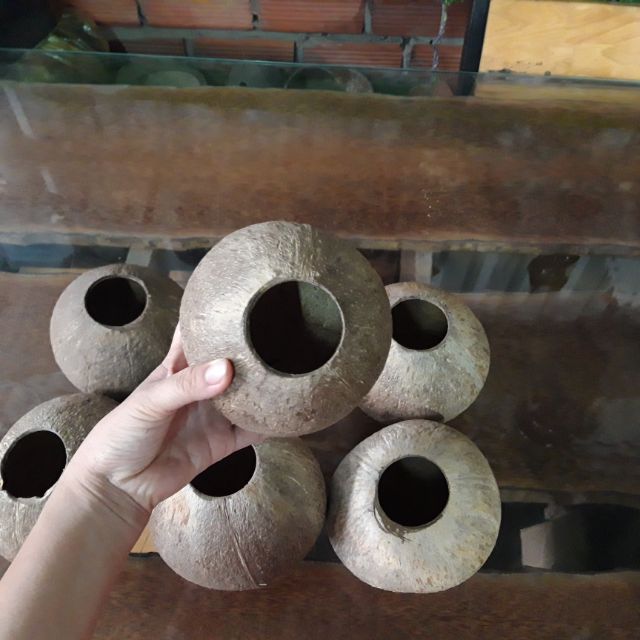 Gáo dừa khoan lỗ 6cm Dừa Decor