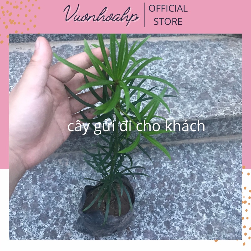 Cây tùng la hán giống nhật, cây bonsai cao 20-25cm, trang trí để bàn, lỗi 1 đổi 1