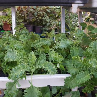 Combo 5 gói Hạt Giống cải kale (cải xoăn)