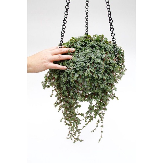 Chậu cứng Pilea Glauca Aquamarine baby tears