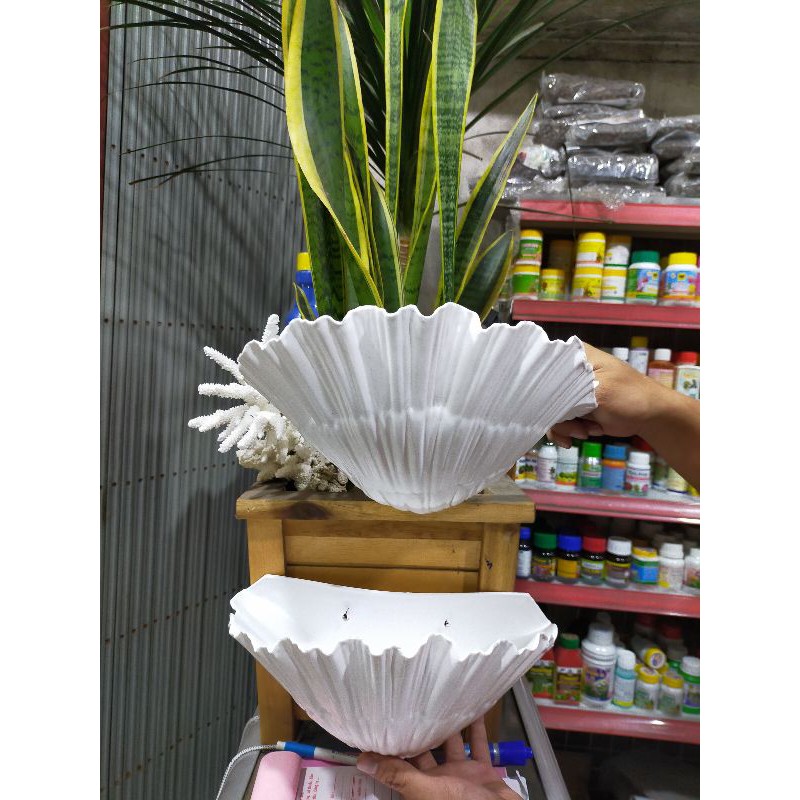 chậu ốp tường áp tường treo tường trồng cây hình sò 3 tấc (kt 30x16x11cm)