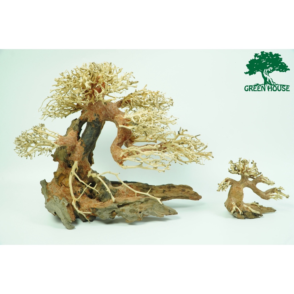 Lũa Bonsai, Lũa thủy sinh dùng trang trí hồ cá cảnh, hồ thủy sinh, văn phòng, nhà cửa- NHÀ XANH