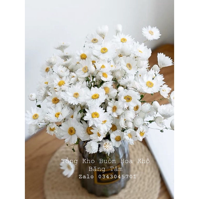 COMBO Hoa Cúc Họa Mi Khô, Hoa khô decor trang trí phòng, HOAKHO_BANG_TAM