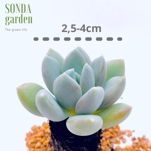 Sen đá sỏi xanh SONDA GARDEN size mini 2.5-4cm, xuất xứ Đà Lạt, khoẻ đẹp, lỗi 1 đổi 1