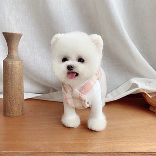 Áo dạ bông cho chó mèo