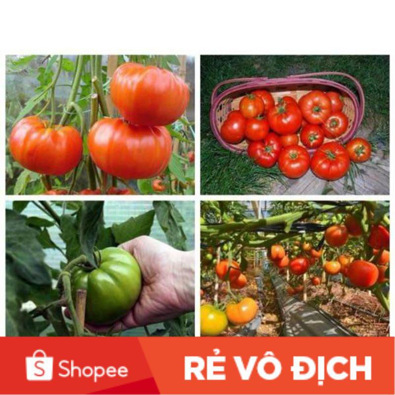 (SALE LỚN) 100H cà chua Ấn Độ quả to chịu nhiệt chất lượng cao