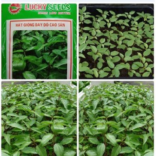 Hạt Giống Cây Rau Đay Đỏ Cao Sản - 1 gói 20gr