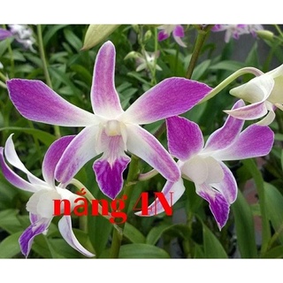 HOA LAN 4N XƯA