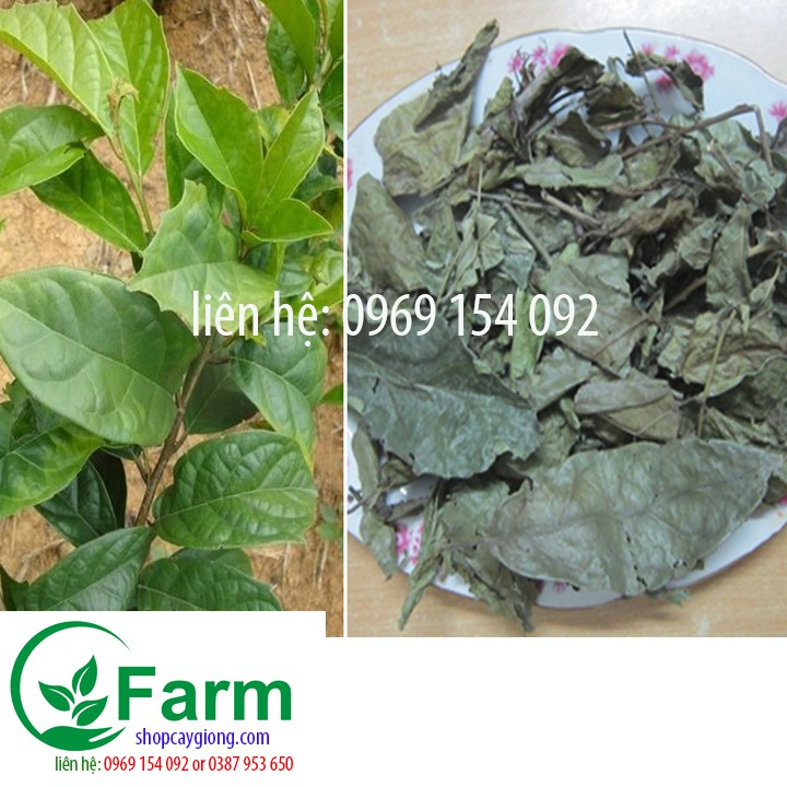 Combo 02 cây sạ đen nhỏ