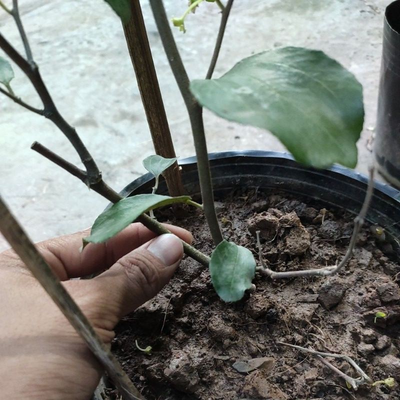 Cây táo thái xanh siêu trái cao từ 1m Indian Jujube  Ziziphus nummular