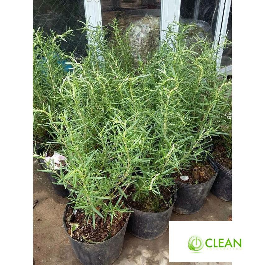 Hạt giống Hương thảo