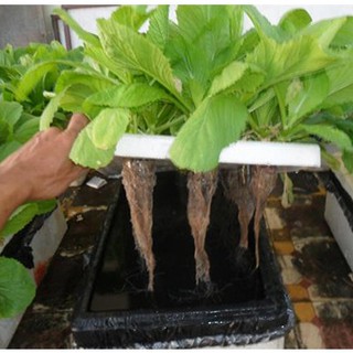 Dung Dịch Thủy Canh HYDROPONIC 500ML