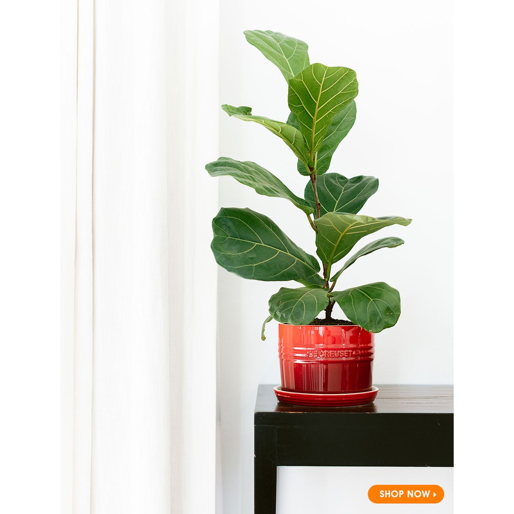 CHẬU TRÔNG CÂY MINI LE CREUSET, MÀU ĐỎ