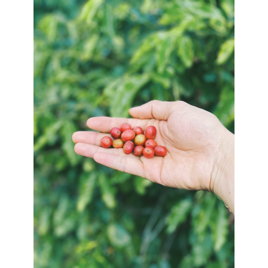 Arabica A Lưới Greenfields Coffee - Cà phê đặc sản Huế (rang light) 250g | BigBuy360 - bigbuy360.vn