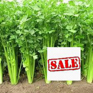 Gói 5 gr giống rau cần tây sale
