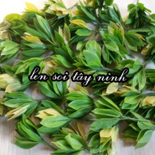 Lá hoa mai, hoa đào