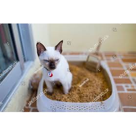 Xịt Vệ Sinh Đúng Chỗ cho Chó Mèo Pet Story