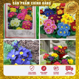 Bộ gói hạt giống Báo xuân