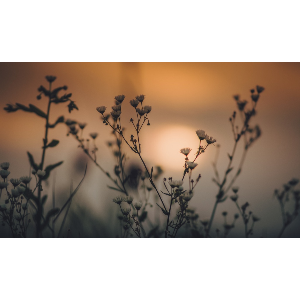 Ống kính máy ảnh Samyang 85mm f1.4 MF for 4/3  - HKGs