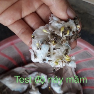 100 Hạt giống hoa cúc công chúa