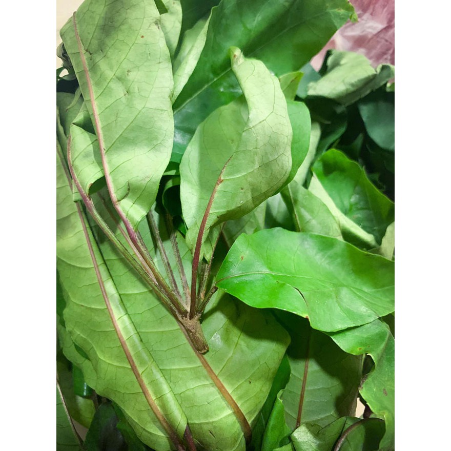 🌱Giống cây Lá Đắng, Cây Lá Lằng, Lá Chân Chim Đặc Sản Thanh Hóa🌱