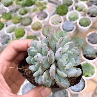 Sen Đá Ruby Trắng | Xuất xứ Đà Lạt | Dễ trồng dễ chăm