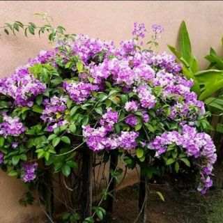 Cây lan tỏi giống