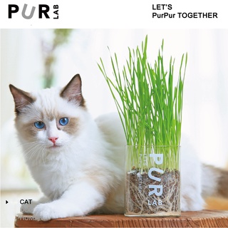 Purlab Cốc Trồng Cỏ Mèo