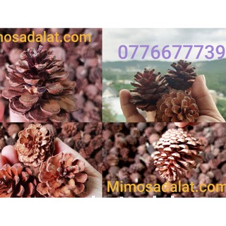 Set 100 Quả thông khô nhiều cỡ- Trái thông Đà Lạt không gãy cánh