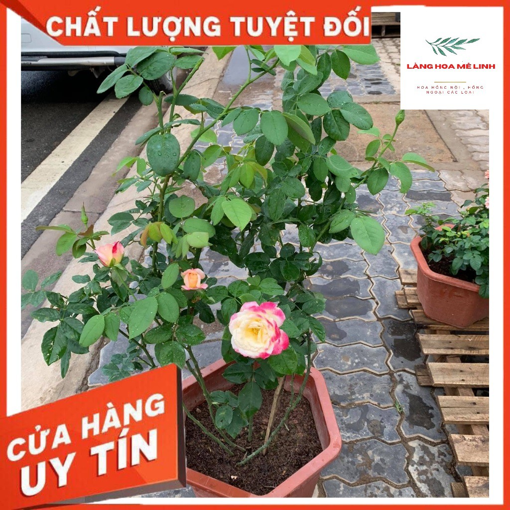 Hoa hồng ngoại Double Delight rose [MÀU HỒNG SONG HỶ] Tuyệt đẹp -Mùi hương Sả Đậm