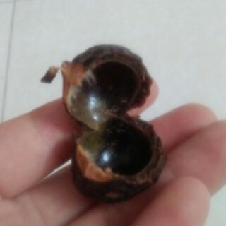 Combo quả  bồ hòn