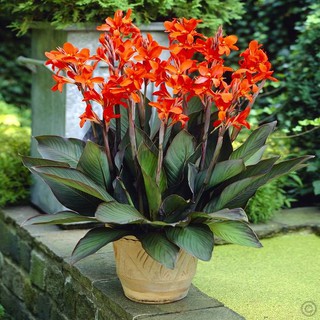 Hạt giống hoa chuối cảnh dễ trồng - tặng thêm gói hạt giống ngẫu nhiên