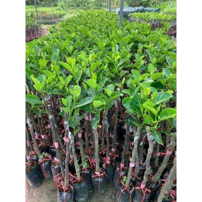 4 TRONG 1 SIÊU BẬT MẦM KÍCH RỄ