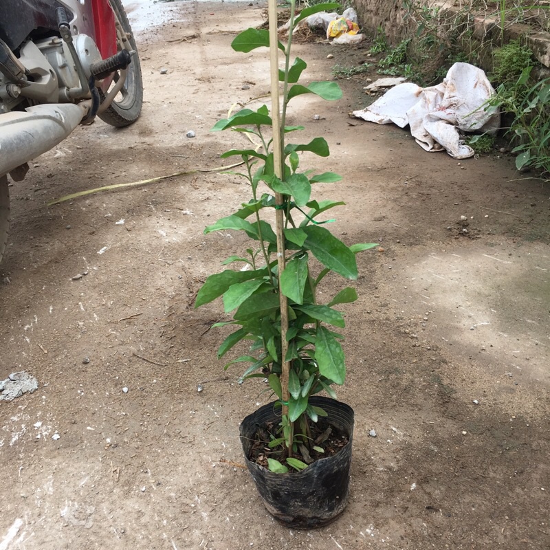 COMBO 5 cây cúc tần ấn độ trồng bầu đen( như ảnh)
