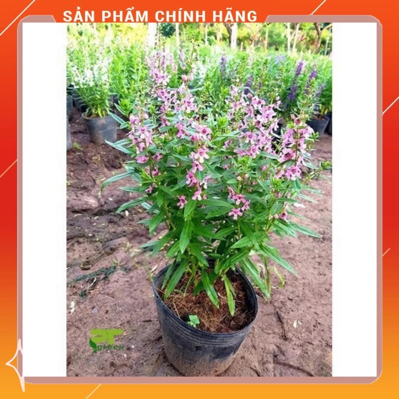 Cây hoa Ngọc Hân( Cây Violet Nhật) hoa rực rỡ,trồng trong bịch phù hợp trang trí ban công và sân vườn