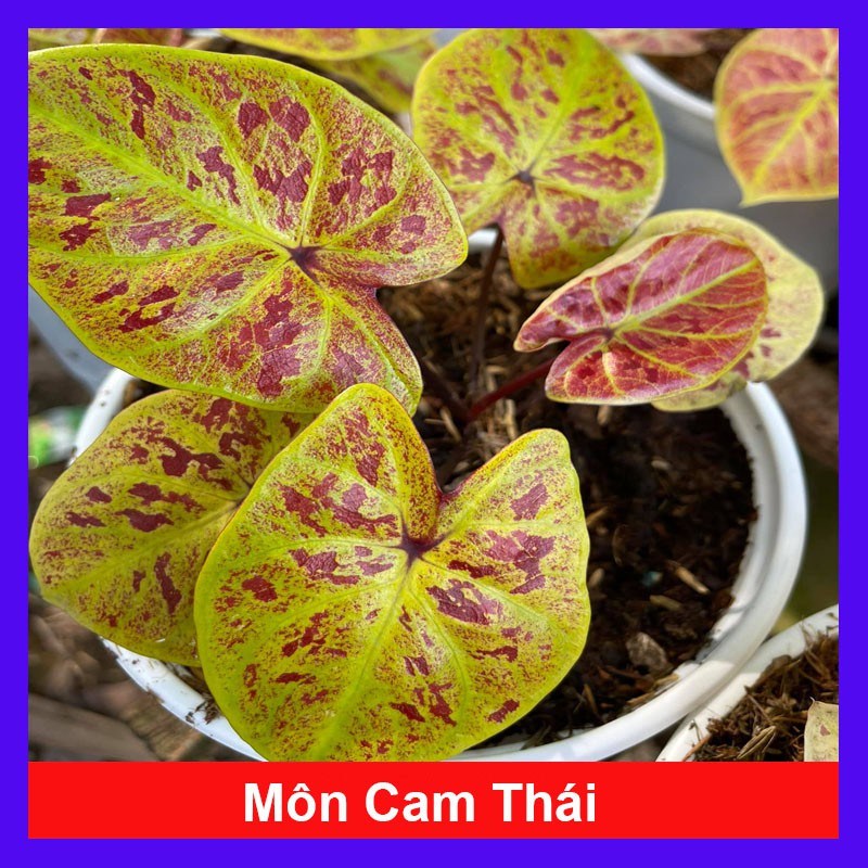 Cây Môn Màu Vàng - Môn Cam Thái + Tặng phân bón cho cây mau lớn