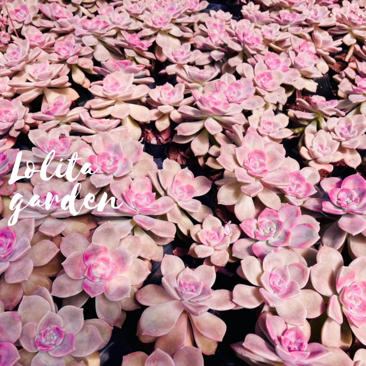 Sen đá hồng mập Đà Lạt size bé cây cảnh trang trí nhà cửa Lolita garden