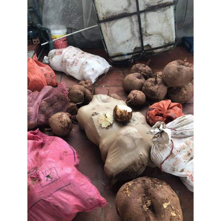 SÂM TỐ NỮ KHÔ NGUYÊN CHẤT 1KG