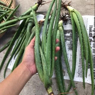 Cây giống nha đam/1 cây