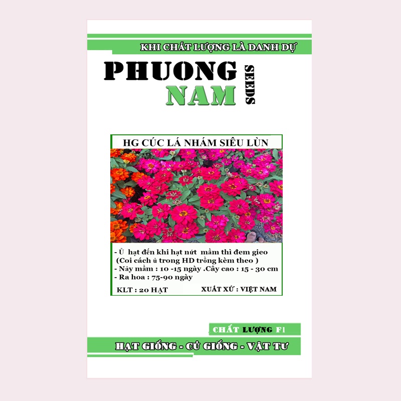 20H - HẠT GIỐNG CÚC LÁ NHÁM SIÊU LÙN 15 CM